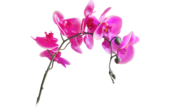 Растение искусственное цветы орхидея малая